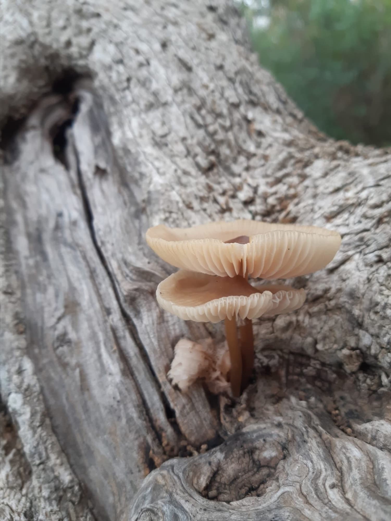 Ad Ognuno il suo Olio — foto 2