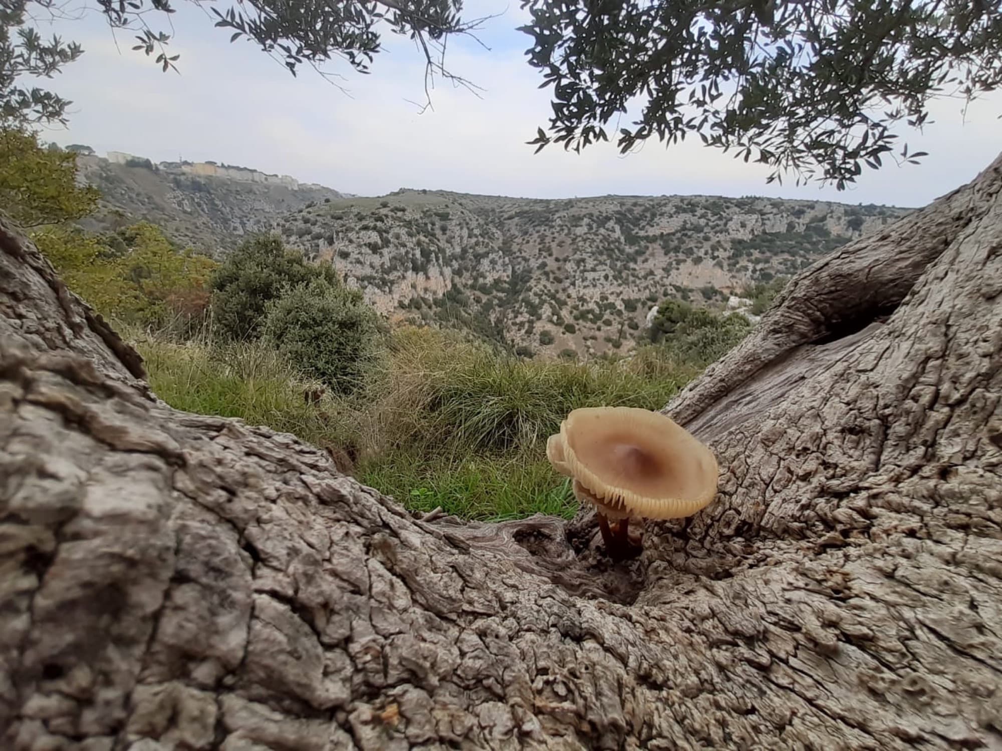 Ad Ognuno il suo Olio — foto 3