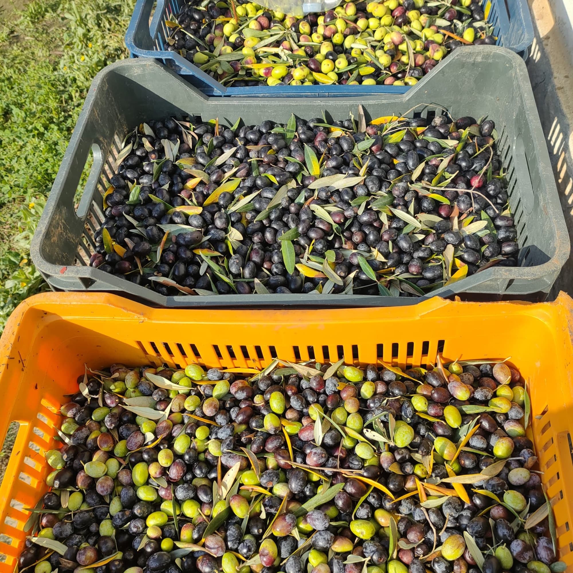 Ad Ognuno il suo Olio — foto 4