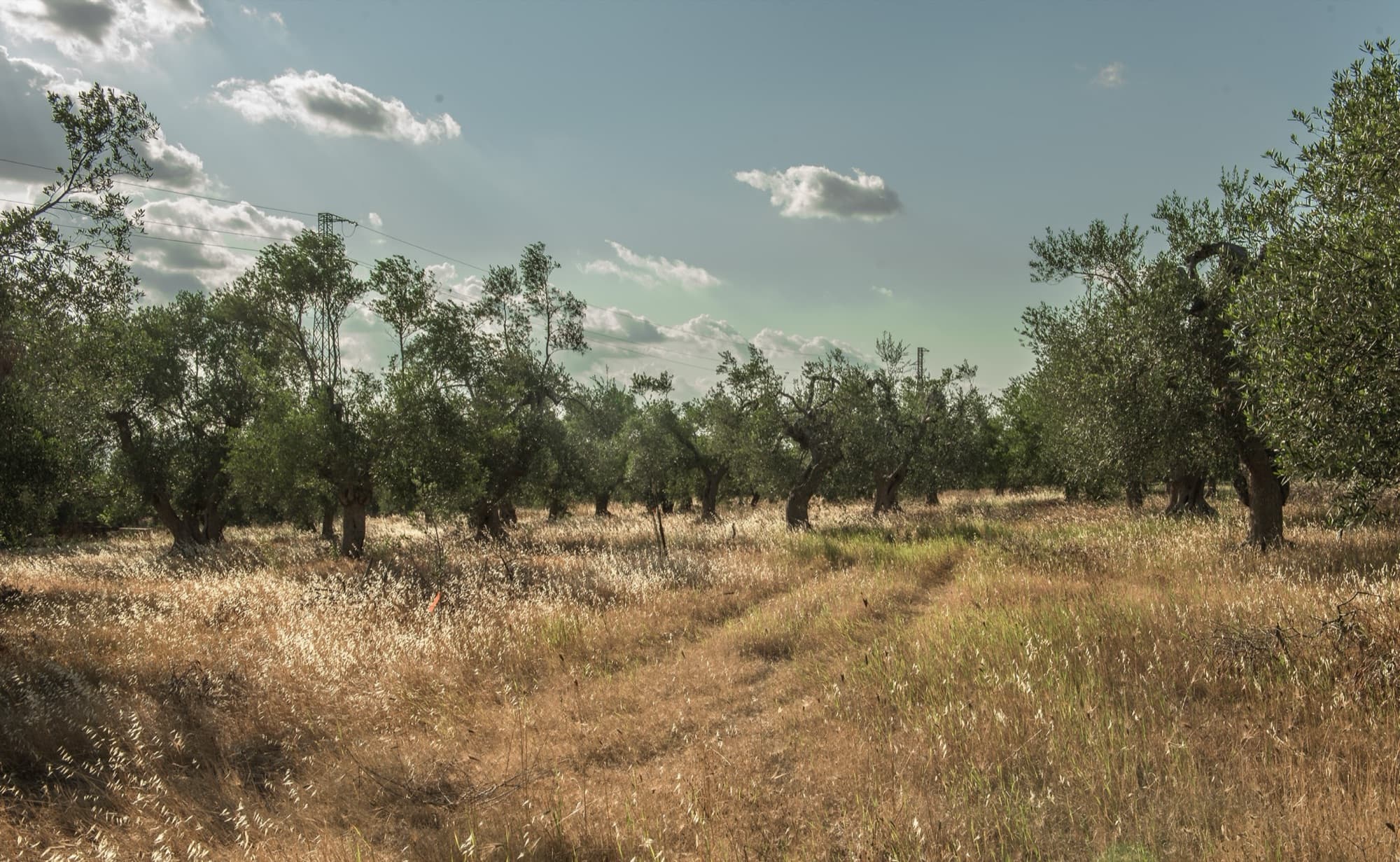 I Templi dell'Olio — foto 5